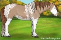 Horse Color:Red Dun Splash  and Red Dun Splash Tobiano 