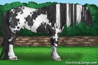 Horse Color:White Spotted Black Frame