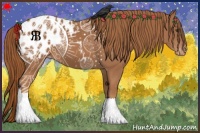 Horse Color:Chestnut Appaloosa 