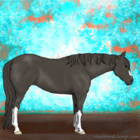 Horse Color:Smoky Black 