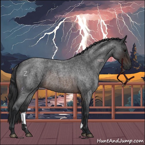 Horse Color:Brown Roan 