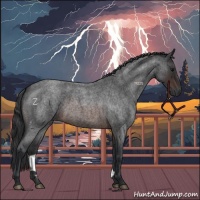 Horse Color:Brown Roan 