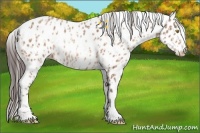 Horse Color:Amber Champagne Appaloosa and Amber Champagne Appaloosa