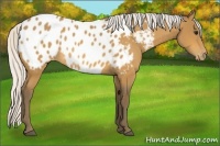 Horse Color:Silver Buckskin Appaloosa 