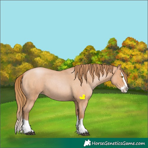 Horse Color:Bay Roan Pearl Splash