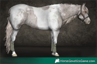 Horse Color:Gray Silver Blue Ice Roan Pearl Tobiano Rabicano 