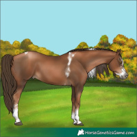 Horse Color:Gray Liver Chestnut Pearl Sabino Tobiano