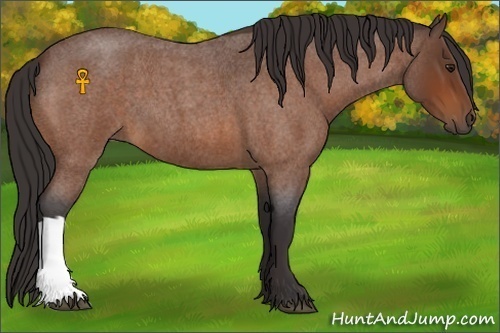 Horse Color:Buckskin Roan 