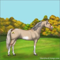 Horse Color:Silver Bay Dun Sabino Tobiano Frame Rabicano 