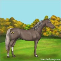 Horse Color:Silver Blue Roan Sabino 