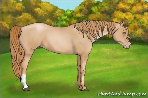 Horse Color:Chestnut Pearl 