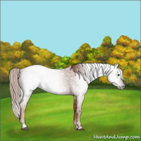 Horse Color:Gray Red Roan 