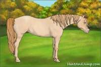 Horse Color:Gold Champagne Roan 