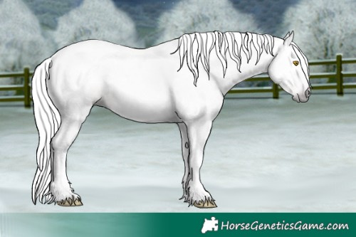 Horse Color:Gray Amber Champagne 