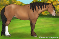 Horse Color:Gray Amber Champagne 