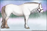Horse Color:Gray Gold Champagne 