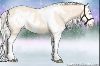 Horse Color:Cremello Splash  and Cremello Splash Frame 