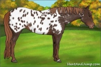 Horse Color:Liver Chestnut Appaloosa Rabicano 