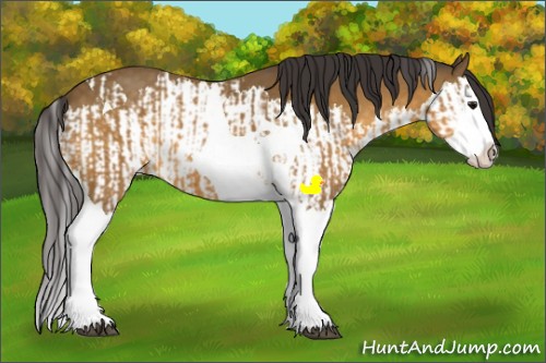 Horse Color:Buckskin Splash Tobiano and Buckskin Splash