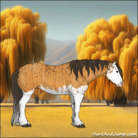 Horse Color:Buckskin Splash  and Buckskin Splash 