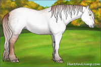 Horse Color:Gray Gold Champagne 