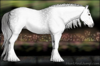 Horse Color:Gray White Spotted Liver Chestnut 