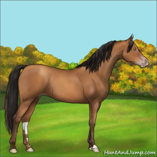 Horse Color:Gray Sable Champagne