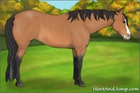 Horse Color:Bay Roan Splash 