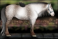 Horse Color:Gray Classic Champagne 