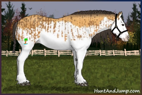 Horse Color:Buckskin Splash and Buckskin Splash