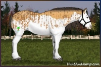 Horse Color:Buckskin Splash  and Buckskin Splash 