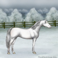 Horse Color:Gray Sable Champagne 