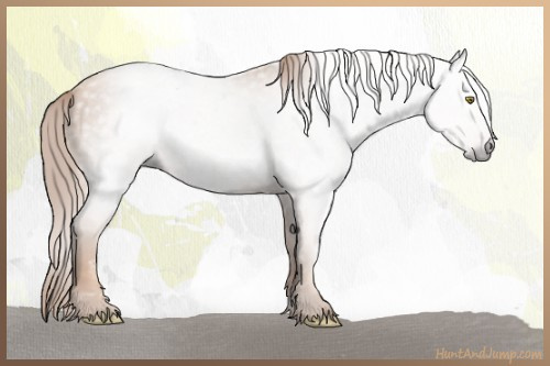 Horse Color:Gray Gold Champagne 