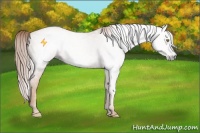 Horse Color:Gray Gold Champagne