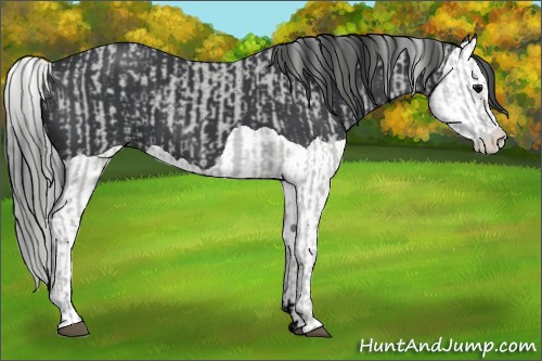 Horse Color:ERROR: UNKNOWN ANOMALY and Black Splash 