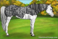 Horse Color:ERROR: UNKNOWN ANOMALY and Black Splash 