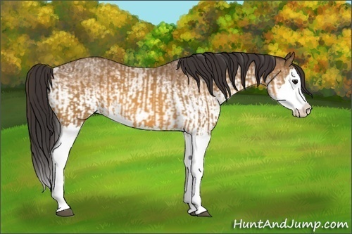 Horse Color:Buckskin Splash  and White Spotted Buckskin Splash 