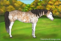 Horse Color:Buckskin Splash and White Spotted Buckskin Splash