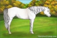 Horse Color:Gray Amber Champagne