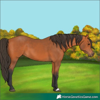 Horse Color:Bay 