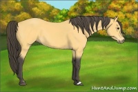 Horse Color:Buckskin 