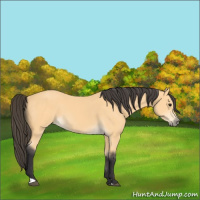 Horse Color:Buckskin