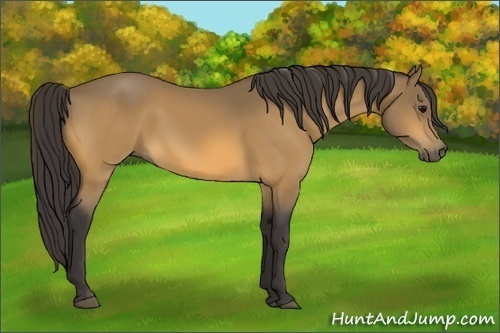 Horse Color:Buckskin 