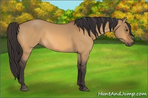 Horse Color:Buckskin Dun 