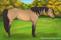 Horse Color:Buckskin Dun 