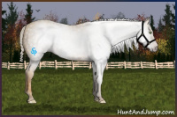 Horse Color:Gray Gold Cream Champagne 