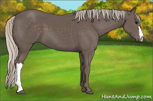 Horse Color:Silver Black