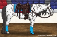 Horse Color:Grullo Appaloosa 