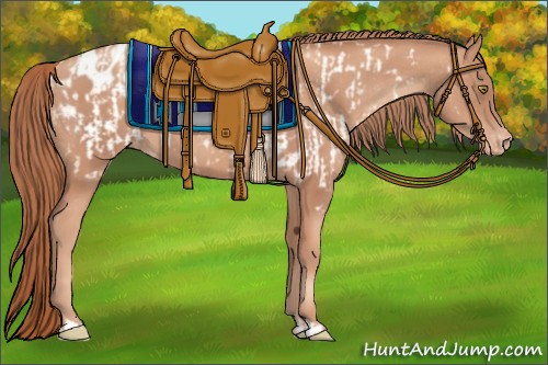 Horse Color:Gold Champagne Appaloosa  and Gold Champagne Appaloosa 