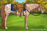 Horse Color:Gold Champagne Appaloosa  and Gold Champagne Appaloosa 